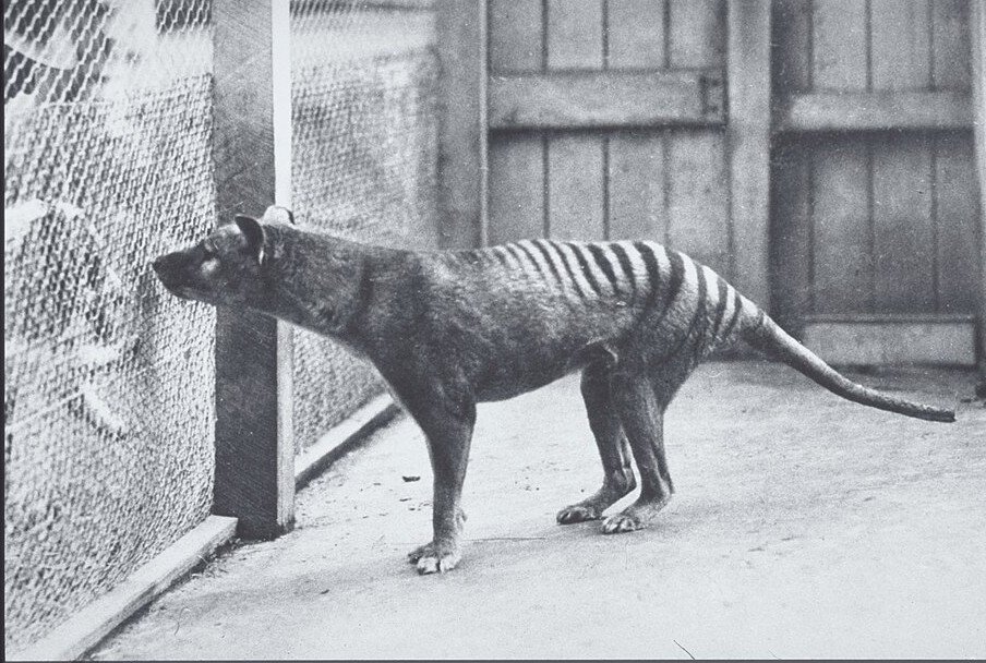 A striped, dog-like marsupial with a stiff tail standing on concrete beside a wire enclosure fence in a zoo.